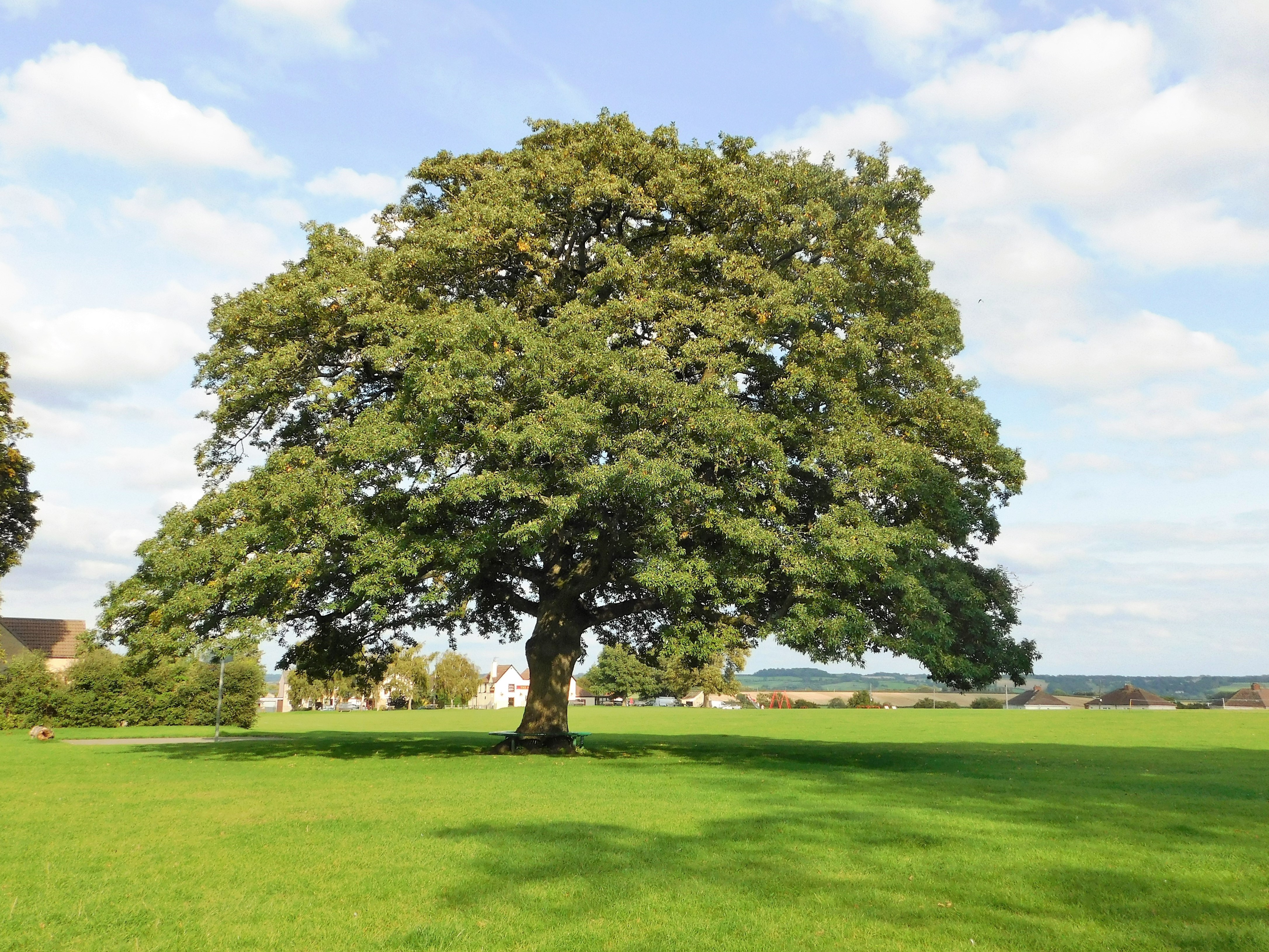 oak tree 1
